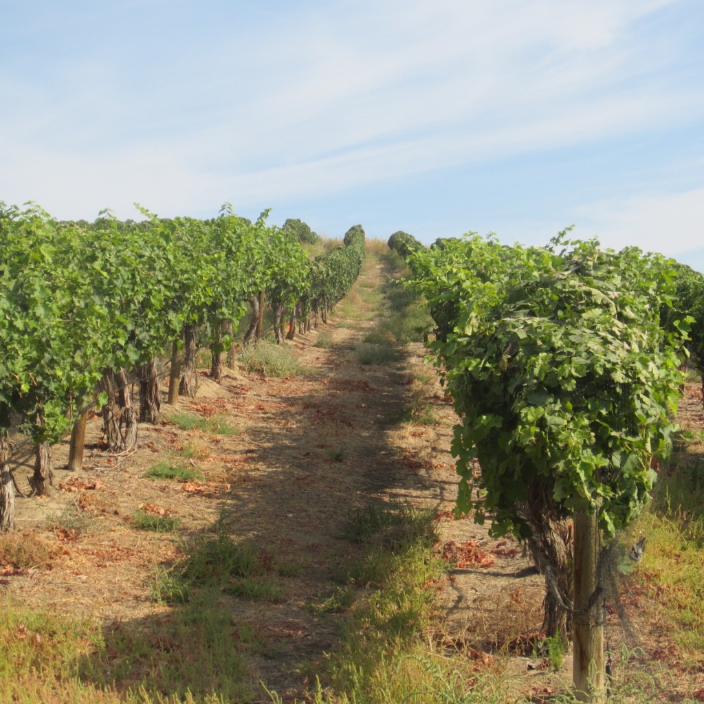 Vineyard Row at Durbrul Vineyard