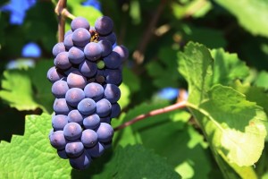 pinot-noir-grapes