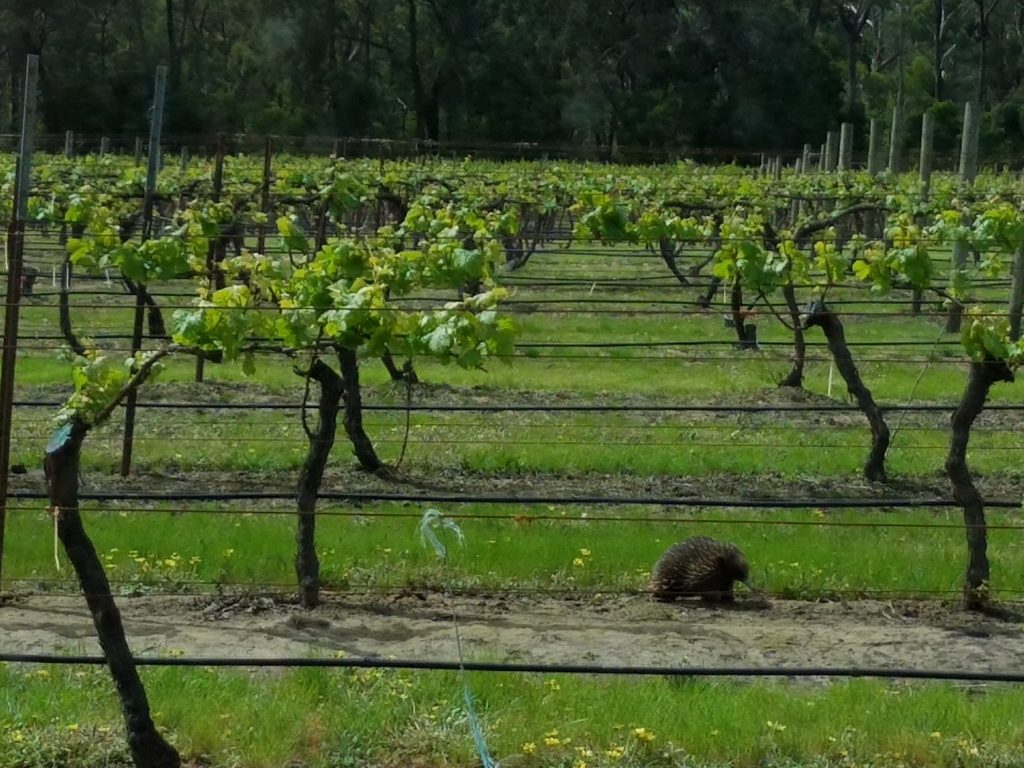 Gembrook