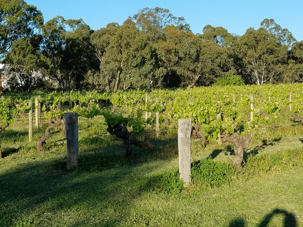 Langmeil Old Vines