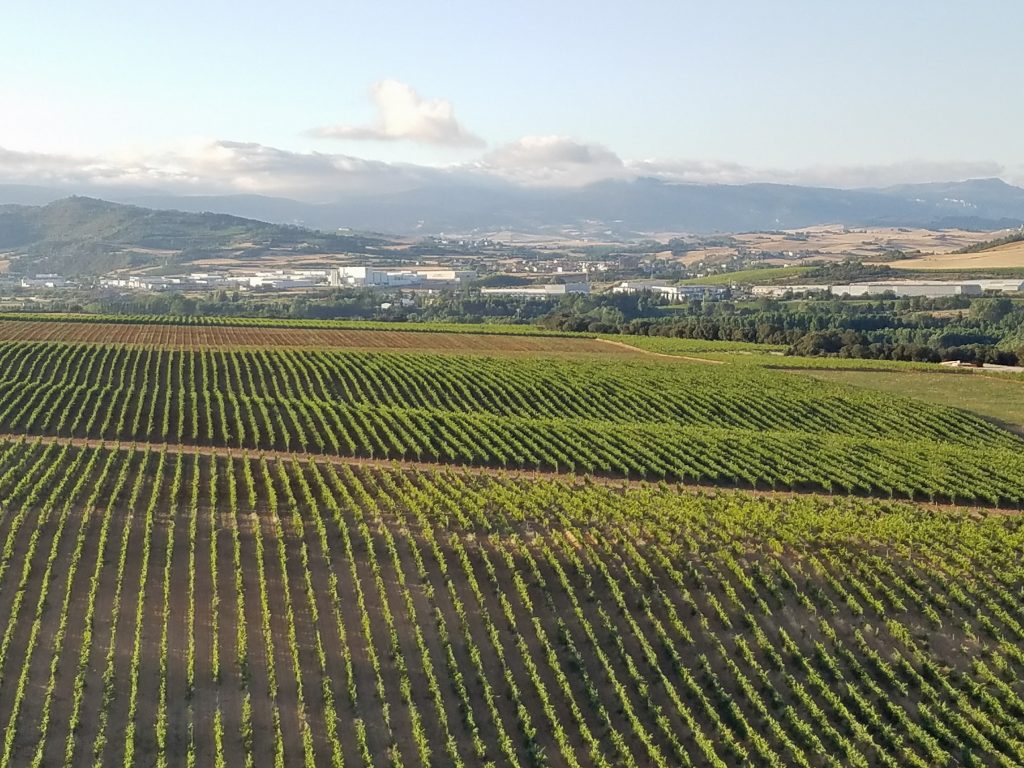 Arinzano vineyards